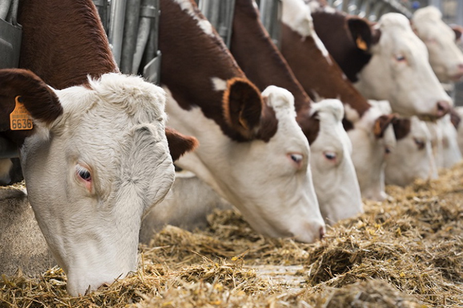 В МСХ сообщили о стабилизации ситуации по бешенству скота в ВКО 