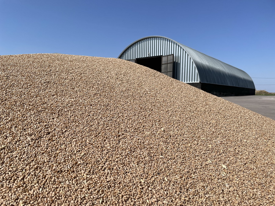 Тенге укрепился, цены на пшеницу замерли на $240 за тонну