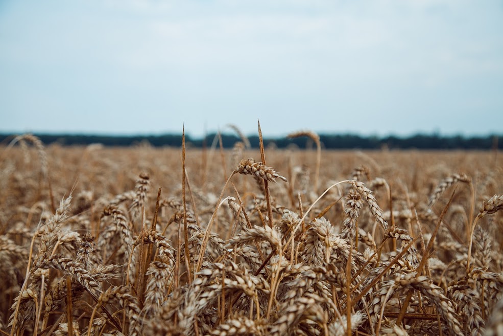 В Европе урожайность озимых зерновых будет ниже, чем в 2019 г. ― эксперты