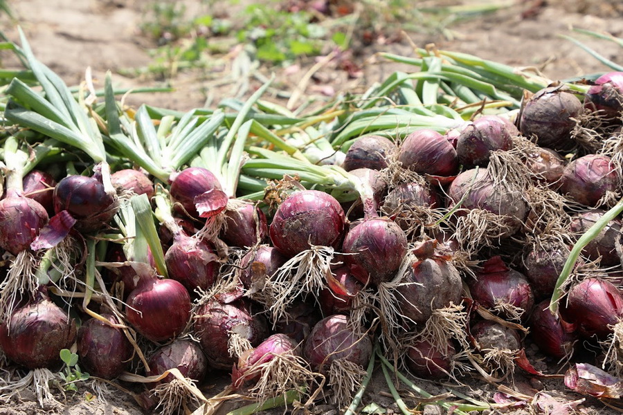 Производство овощей увеличили на 15% в Жамбылской области