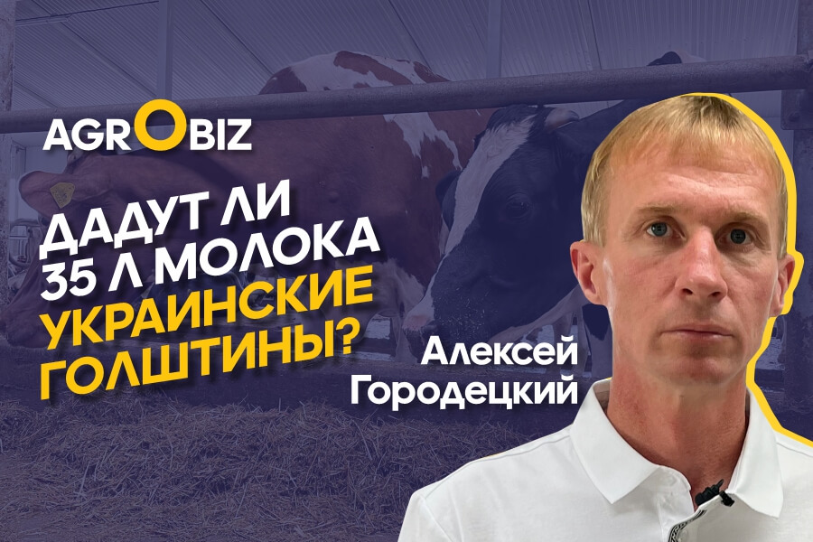 Импорт молочного скота в Казахстан — чем кормить, как содержать украинских голштинов?