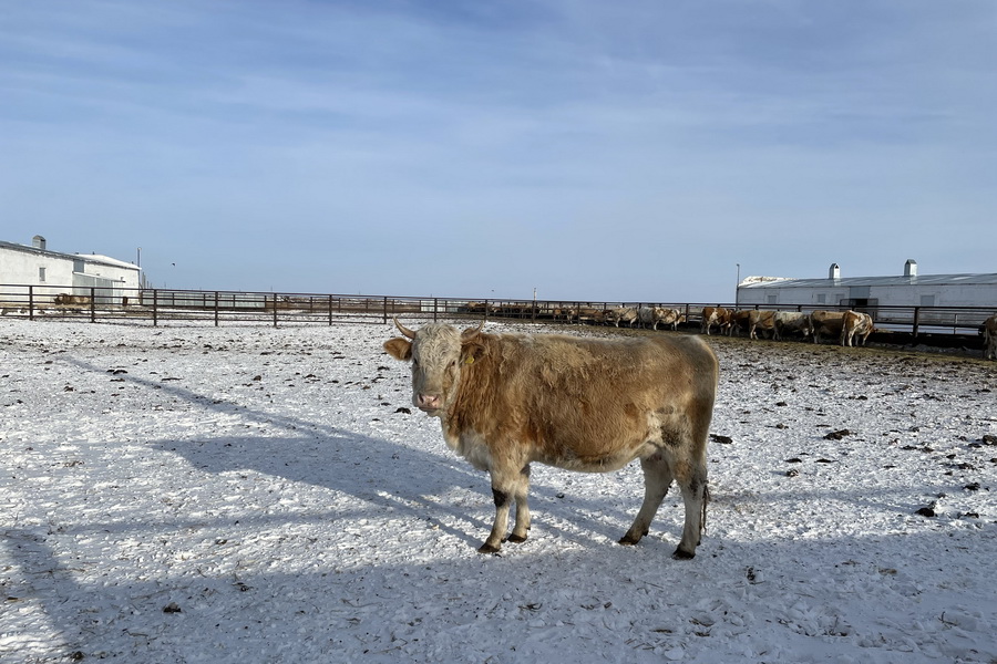 Кто заработает на импорте 600 тыс. тёлок в Казахстан