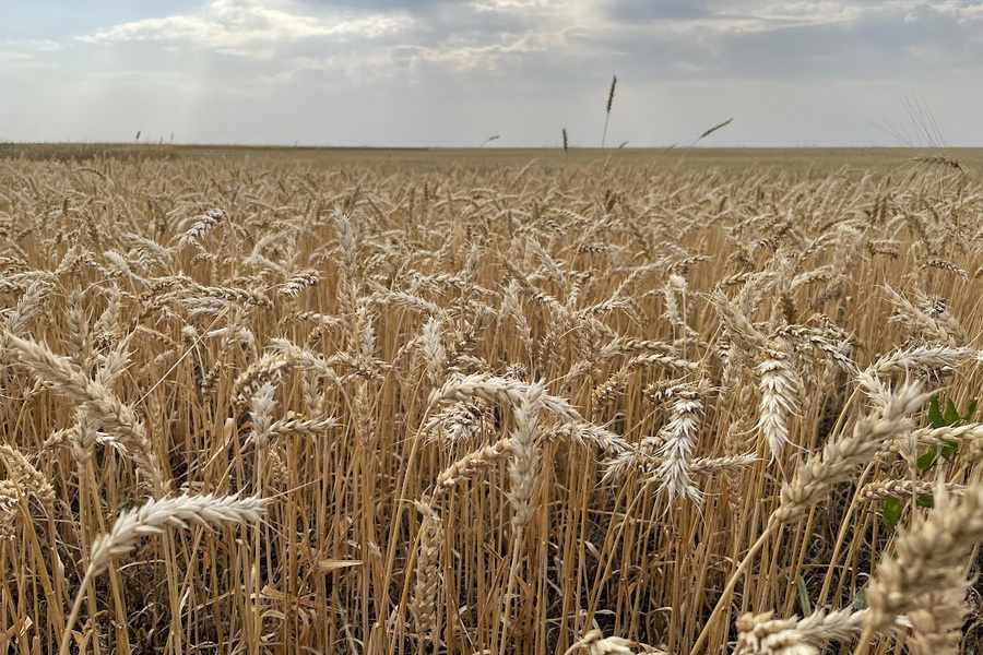 Урожай пшеницы в пустыне получили в ОАЭ