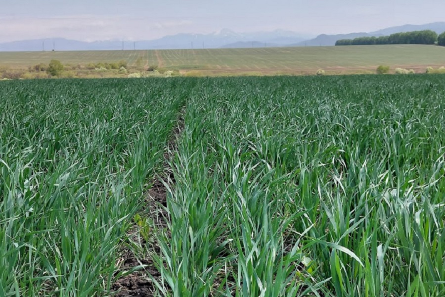 Озимая пшеница хорошо взошла на юге Казахстана