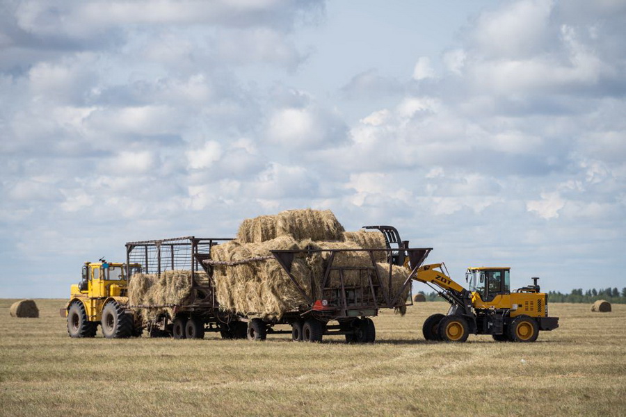 В Павлодарской области в октябре начнут субсидировать заготовку кормов