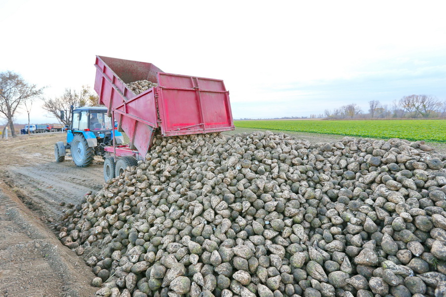 Посевы сахарной свеклы увеличат более чем втрое в Алматинской области