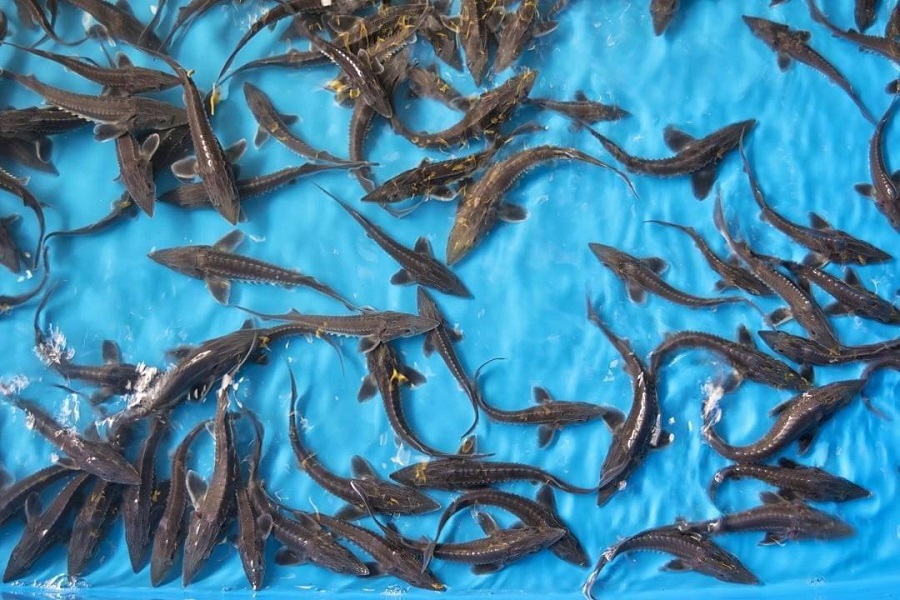В Мангистауской области рыбоводы получат 10,5 млн тенге субсидий
