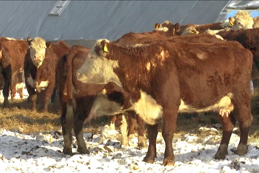 В Павлодаре быков-производителей оценят с помощью технологий