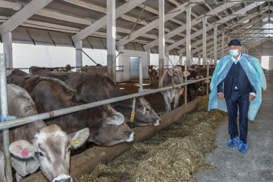 Молочную ферму стоимостью $40 млн запустят в Алматинской области