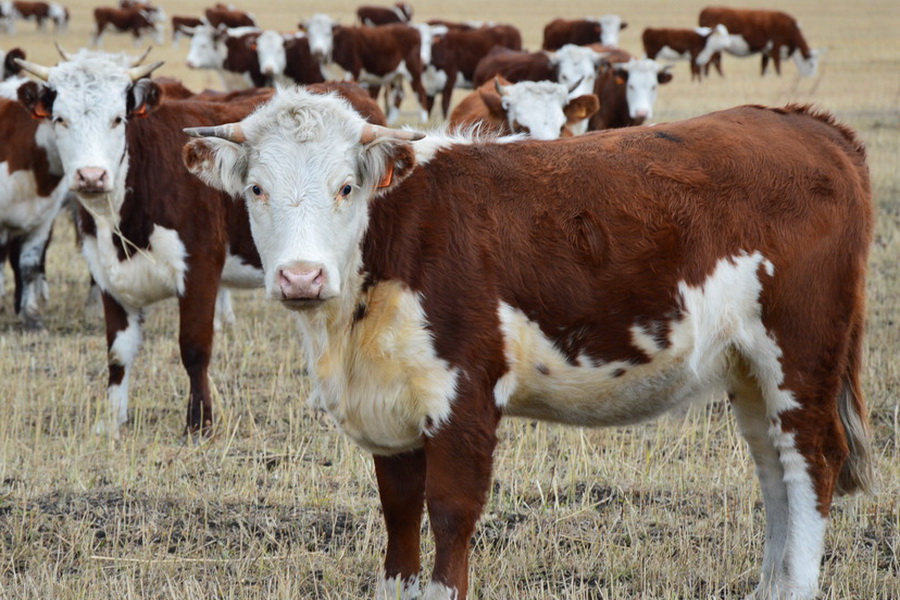 В Акмолинской области за год планируют создать 92 мясные фермы