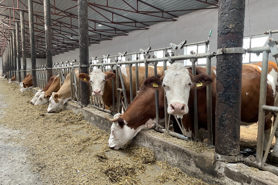 Формулой рентабельности в производстве молока поделился фермер