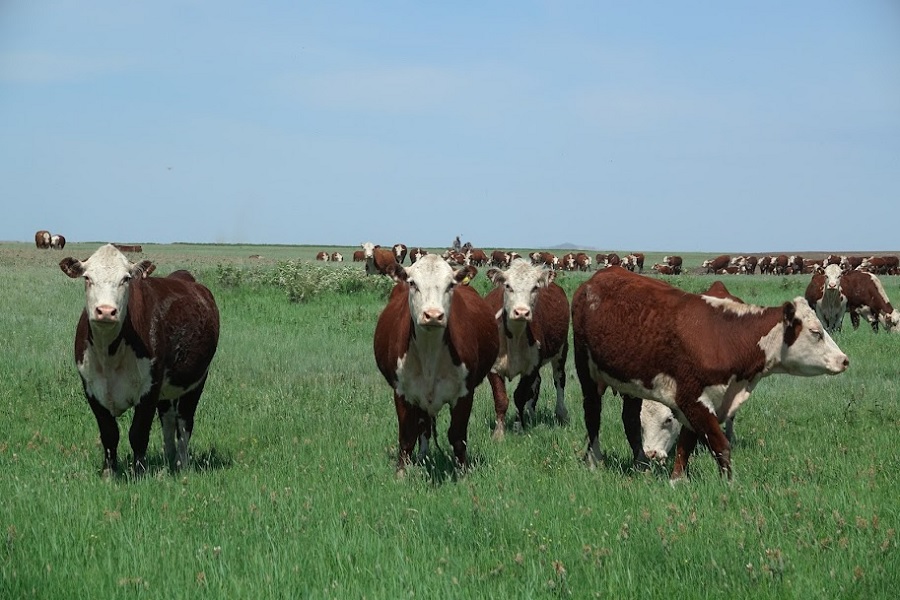 Закуп скота сократился в 5 раз в Казахстане