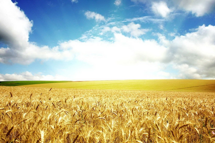 За неделю на ETS продано 2 тыс. тонн пшеницы