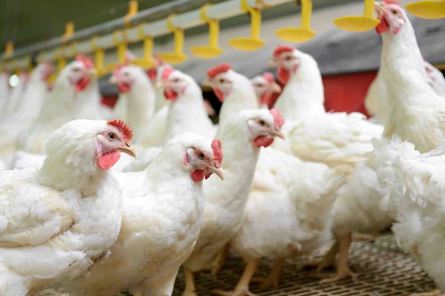 В Карагандинской области запущена птицефабрика на 10 тыс. кур