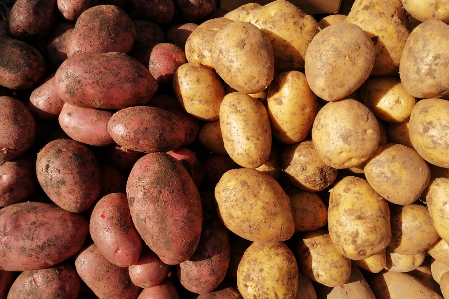 Казахстан побил рекорд по экспорту картофеля