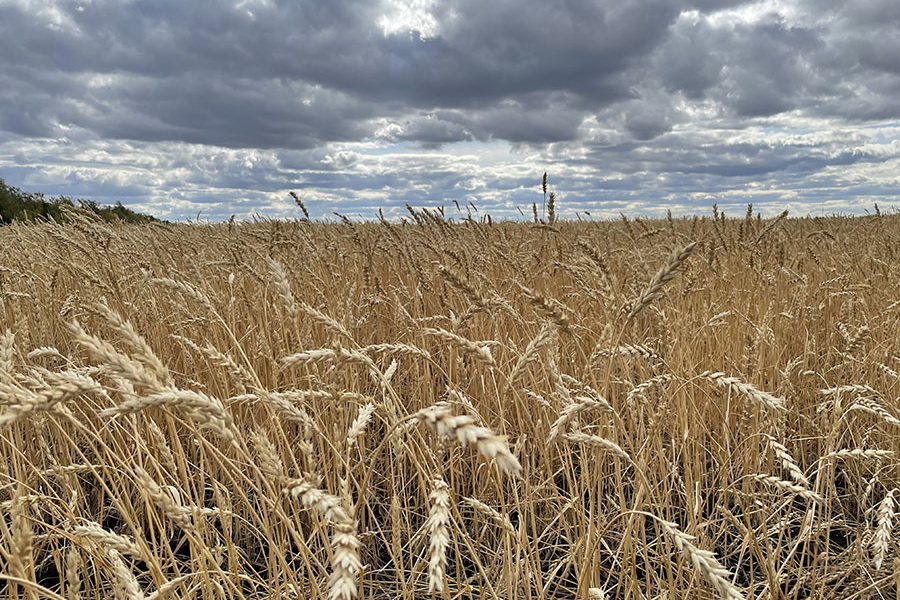 Ученые РК работают над созданием жаростойких сортов зерновых
