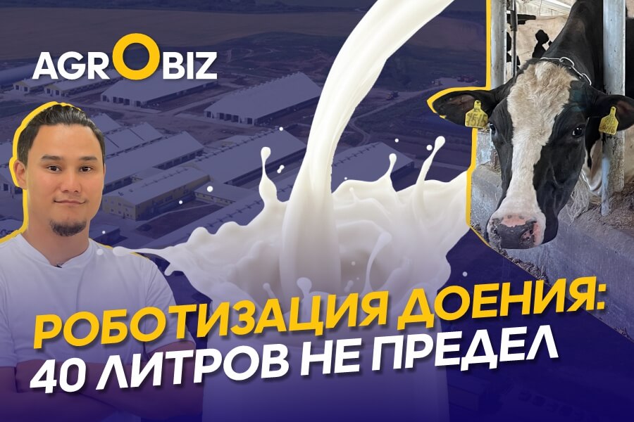 Как построить эффективную молочную ферму? Рацион, содержание, надои и роботизация в ОХМК