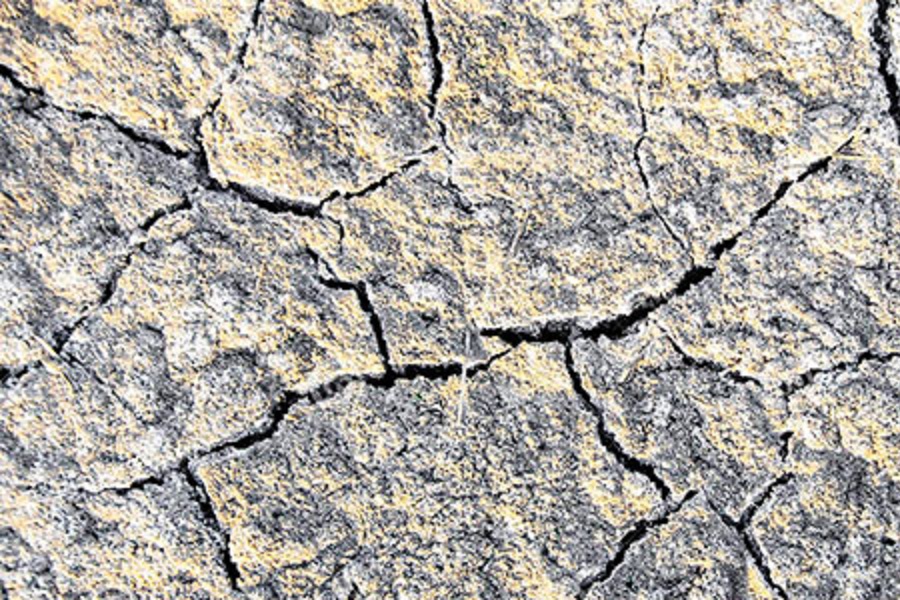 Исследование по восстановлению засоленных почв начато в Казахстане