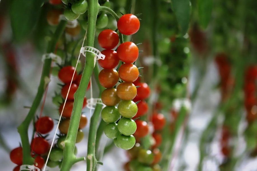 Переработку томатов хочет запустить турецкая компания в Кызылординской области