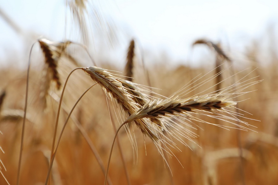 Экспортировать зерно в Китай предложили через Продкорпорацию