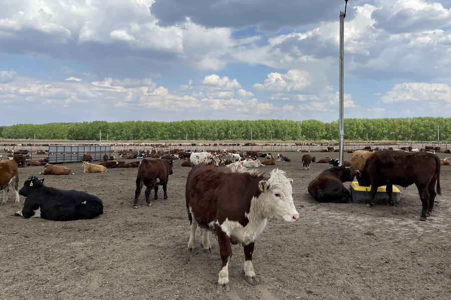 Запрет на экспорт скота: за и против