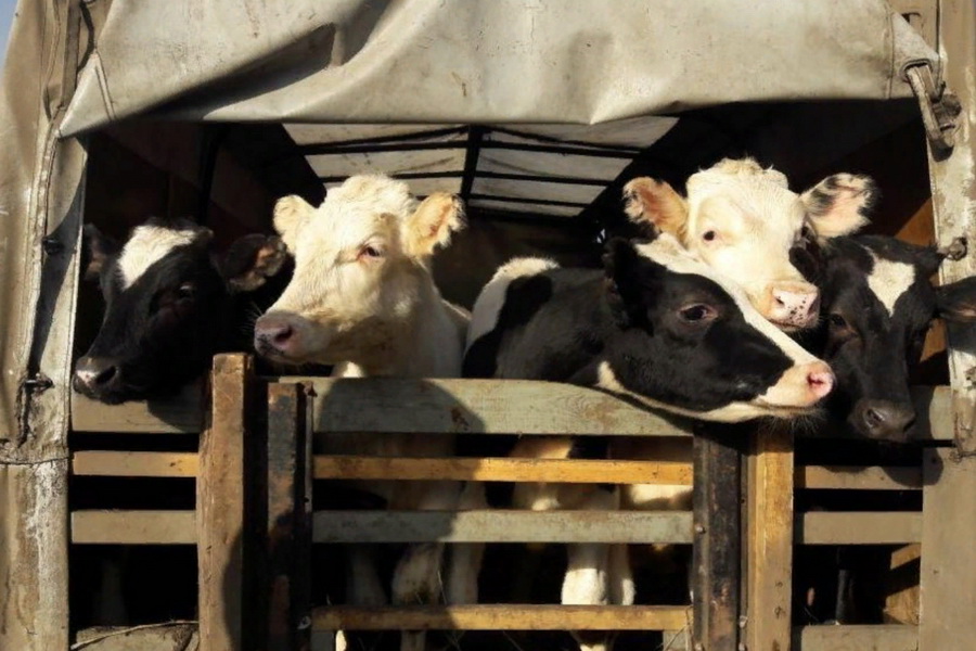 МНЭ пересмотрит отмену льготного НДС при ввозе пестицидов и скота
