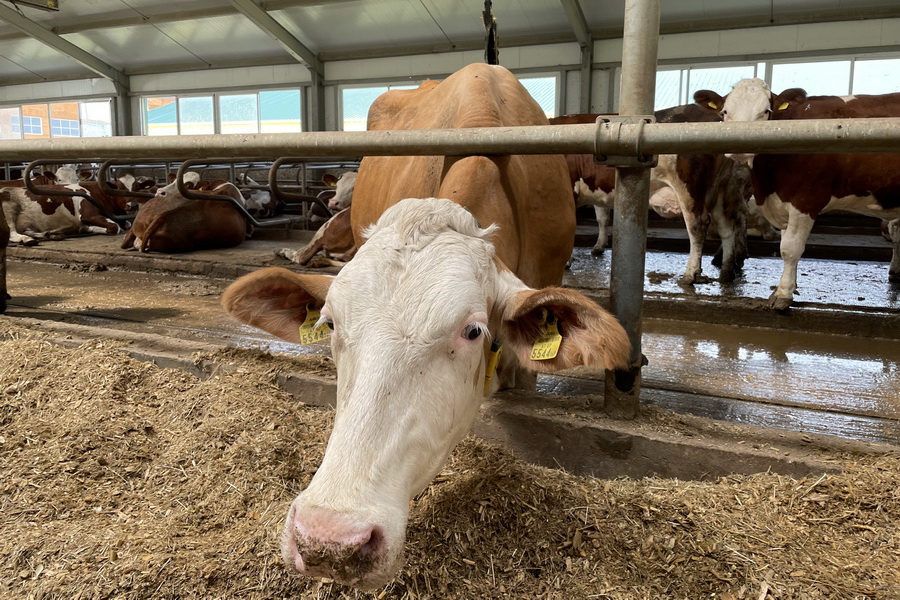 Альтернативные породы молочного скота предложили фермерам Казахстана