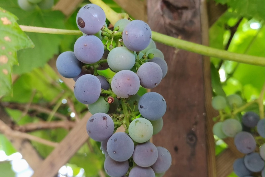Узбекистан инвестирует 3,5 млрд тенге в виноградники в Туркестанской области