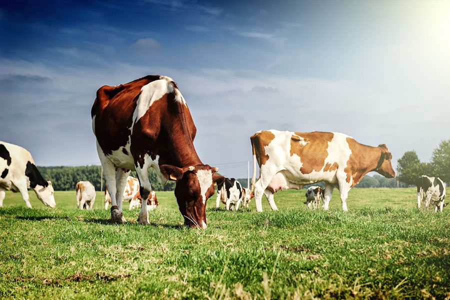 Ученые КазАТУ помогут фермерам сохранить до 50% молока