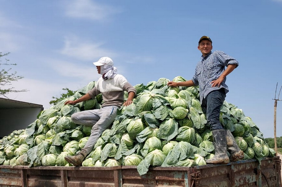 Туркестанская область отправит в Беларусь 500 тонн капусты
