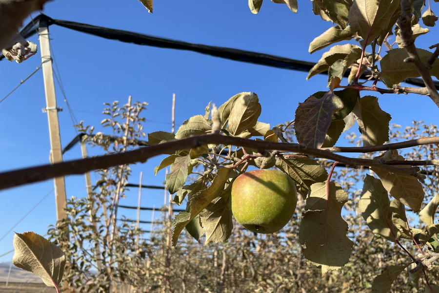 Как получить 50 тонн яблок с гектара