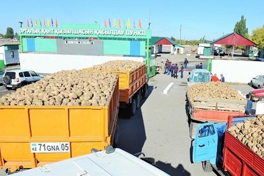 225 тыс. тонн сахарной свеклы приняли на переработку заводы Казахстана