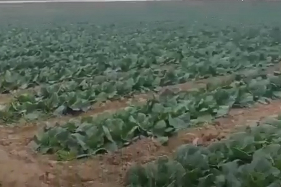 Аким Туркестанской области просит правительство помочь сбыть капусту