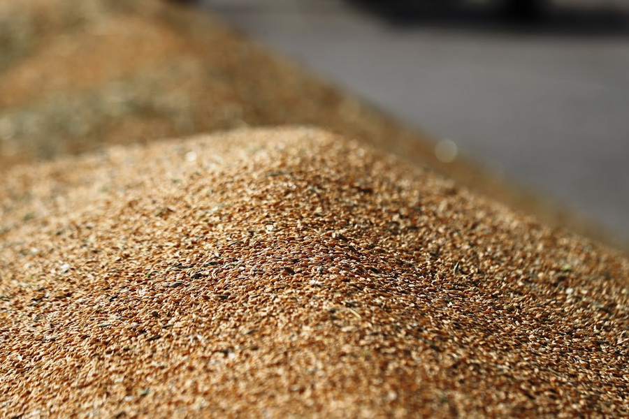 Запасы зерна в Казахстане превышают 3 млн тонн