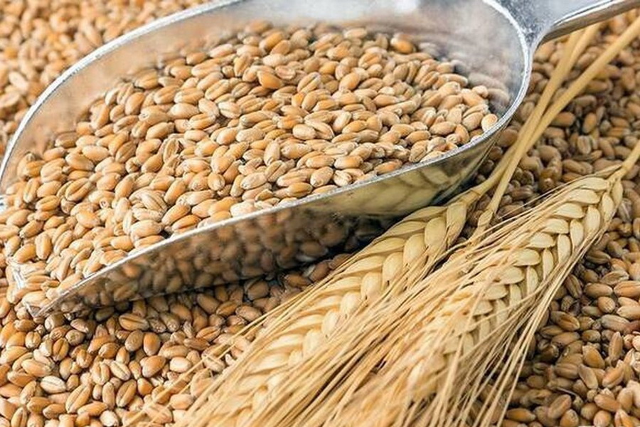 Запас зерновых и зернобобовых в Казахстане к сентябрю увеличился до 6 млн тонн