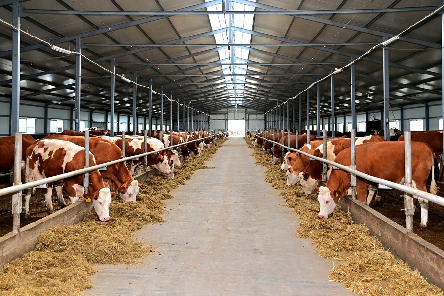 Новая молочная ферма за 1,2 млрд тенге запущена в СКО