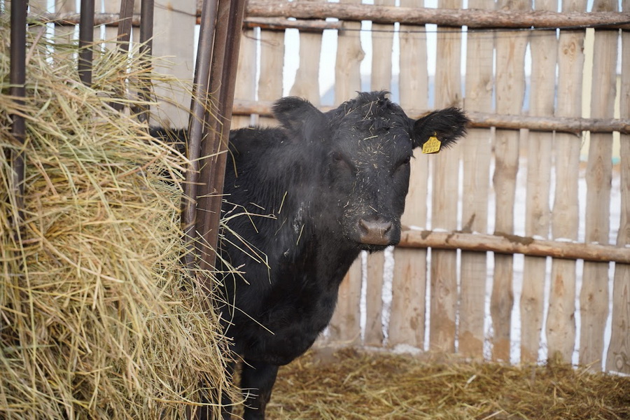 Квоты на вывоз бычков и баранчиков продлили в Казахстане