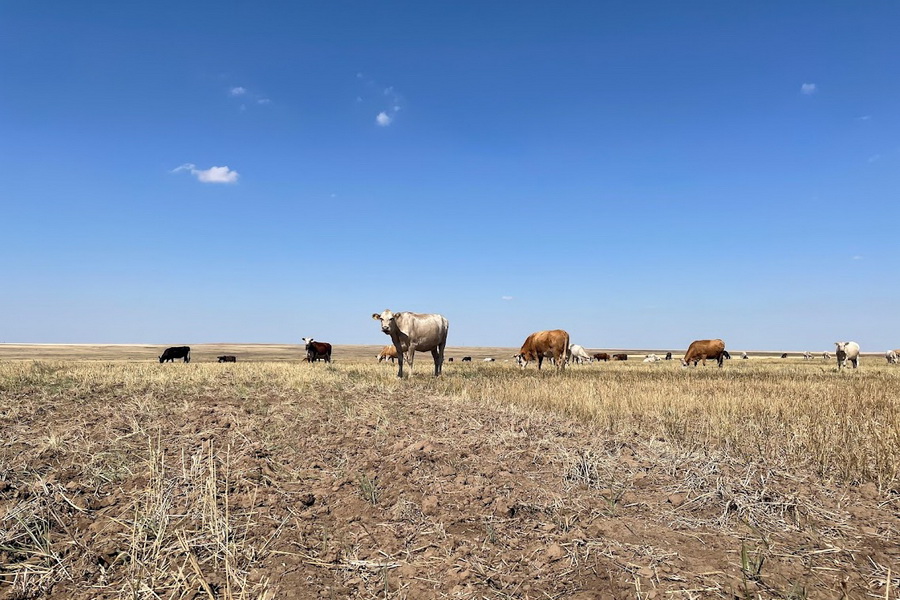 В Казахстане за год ликвидировали 121 группу скотокрадов