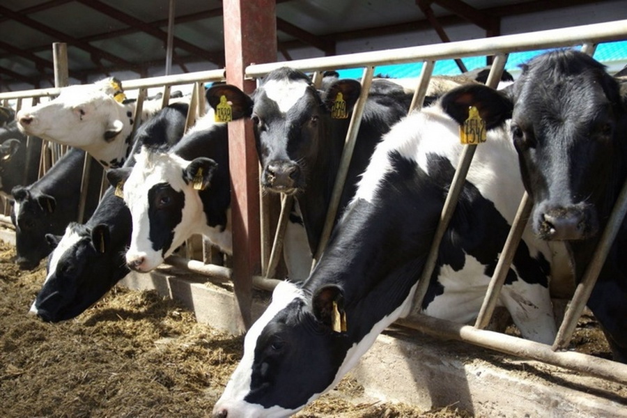 Olzha Agro инвестирует $100 млн в молочные фермы