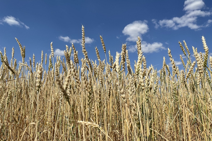 Урожайность зерновых на 35% ниже прошлогодней
