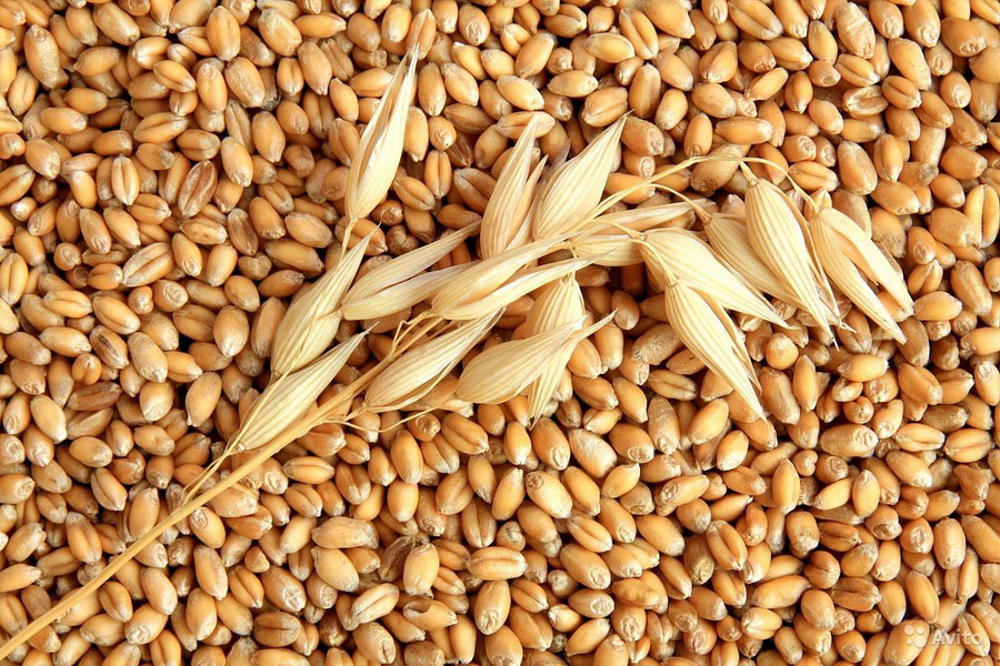 Продкорпорация начала реализацию фуражного зерна