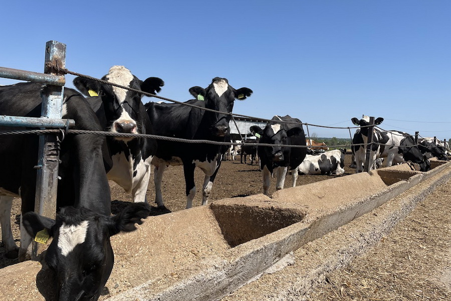 Швейцарский холдинг инвестирует $62 млн в производство молока в Казахстане