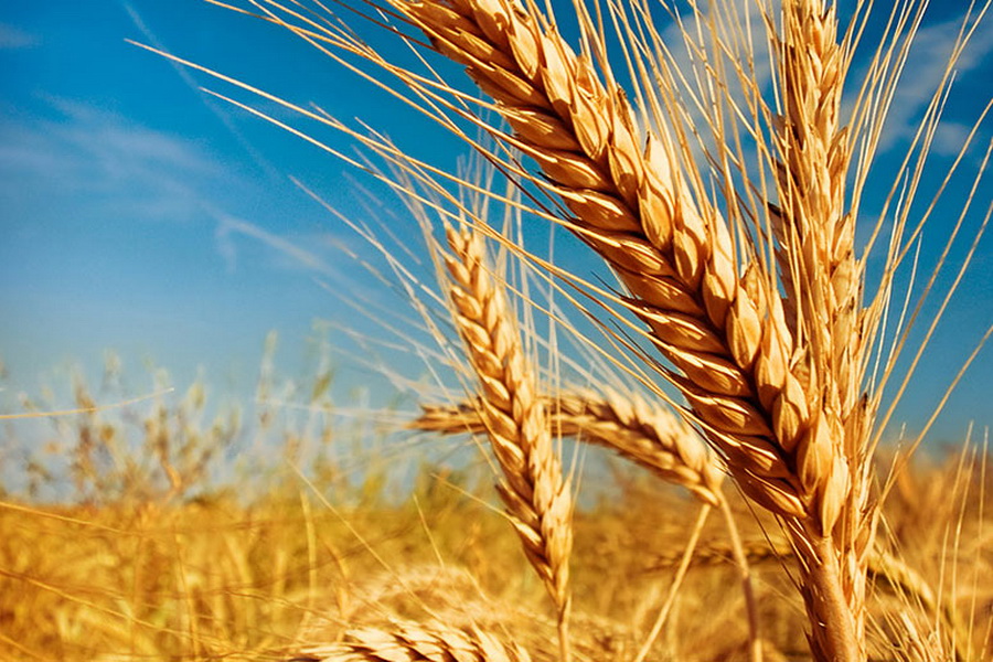 Продкорпорация распределила между регионами 38,9 тыс. тонн пшеницы 