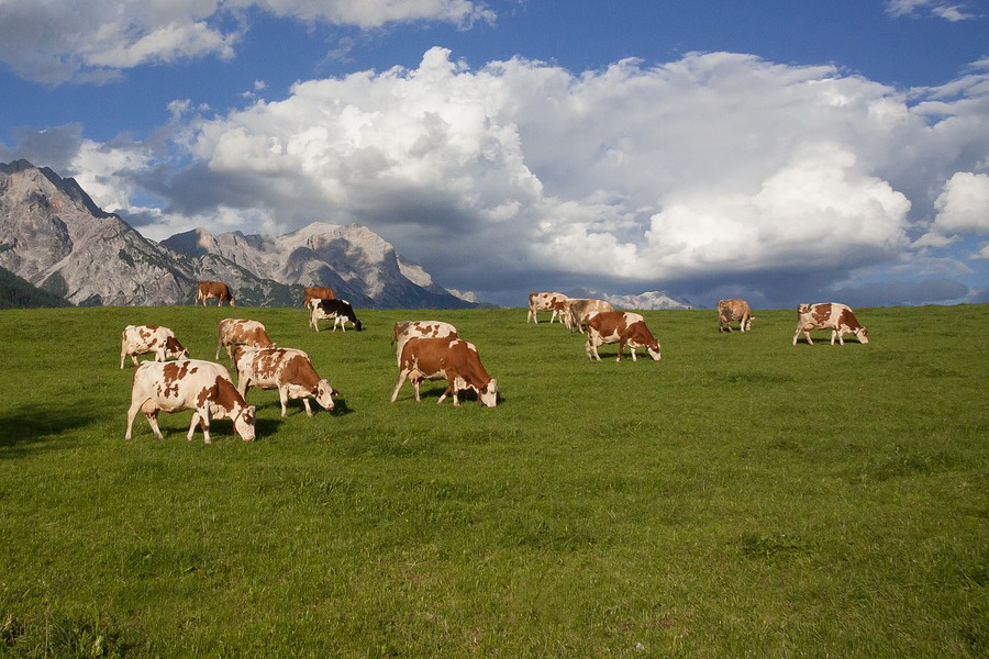 В Жамбылской области пастбища распределят с учетом поголовья скота