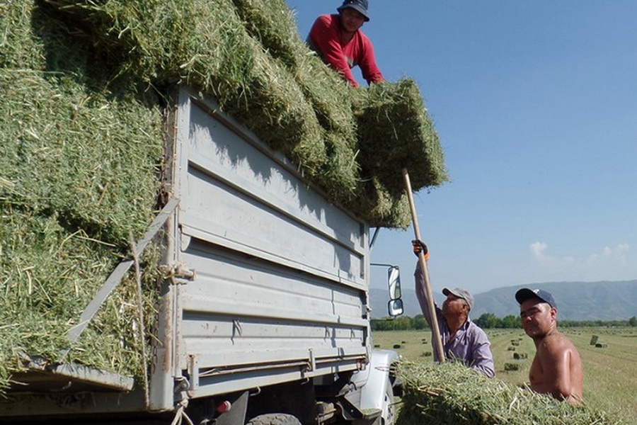 Посевы кормовых культур в Алматинской области увеличили на 7 тыс. га