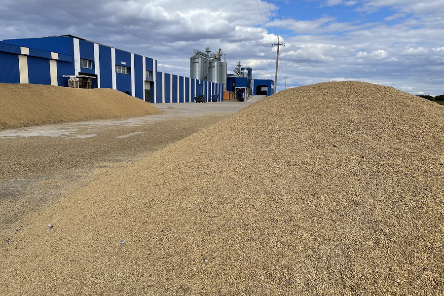 85% пшеницы в Казахстане - высокого качества