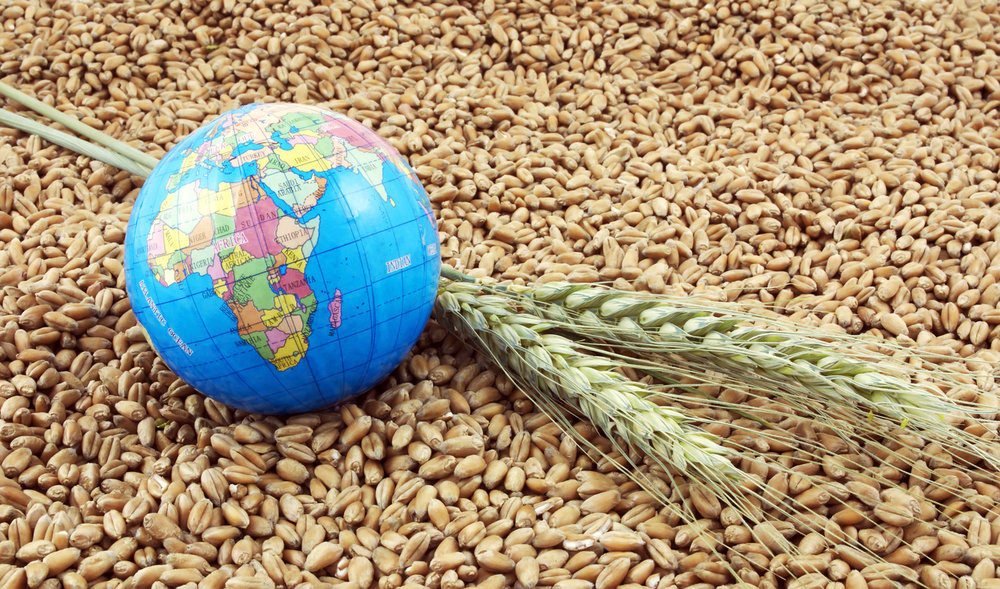 С начала 2020 г. в Алтайском крае закуплено 54 тыс. т зерновой продукции