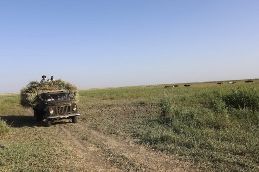 Режим ЧС ввели в районе Кызылординской области из-за засухи