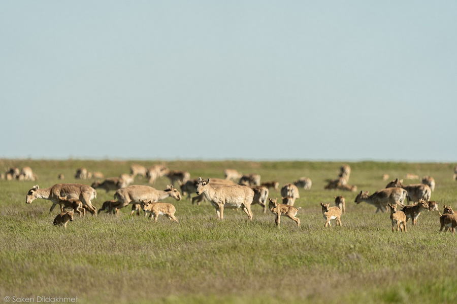 В Казахстане хотят разрешить охоту на сайгаков
