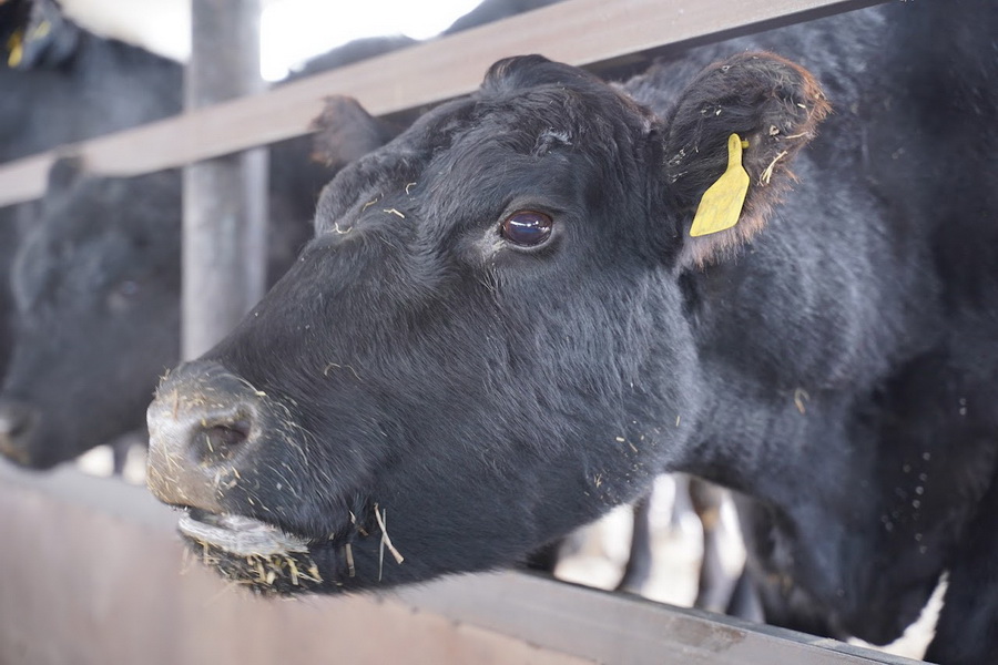 Запрет на вывоз скота в Казахстане продлят на полгода
